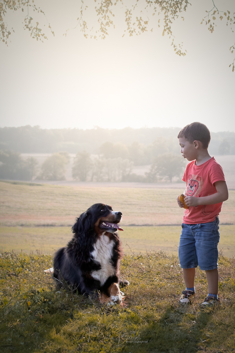 Maïté BUELLET - Photographe animalier pour vos Chien, Chats, Chevaux etc. sur Bourg-en-Bresse et environs