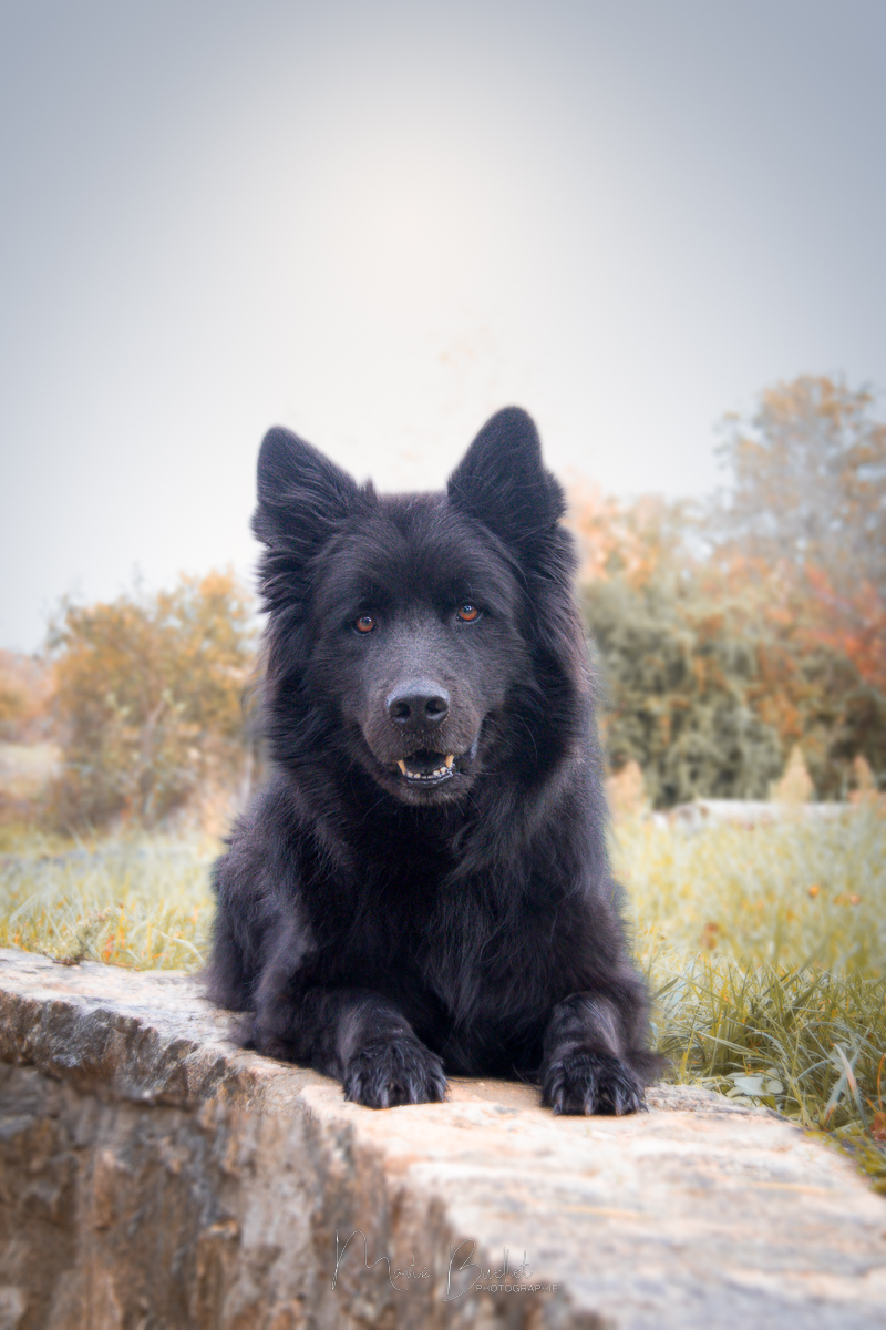 Maïté BUELLET - Photographe animalier pour vos Chien, Chats, Chevaux etc. sur Bourg-en-Bresse et environs