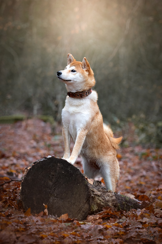 Maïté BUELLET - Photographe animalier pour vos Chien, Chats, Chevaux etc. sur Bourg-en-Bresse et environs