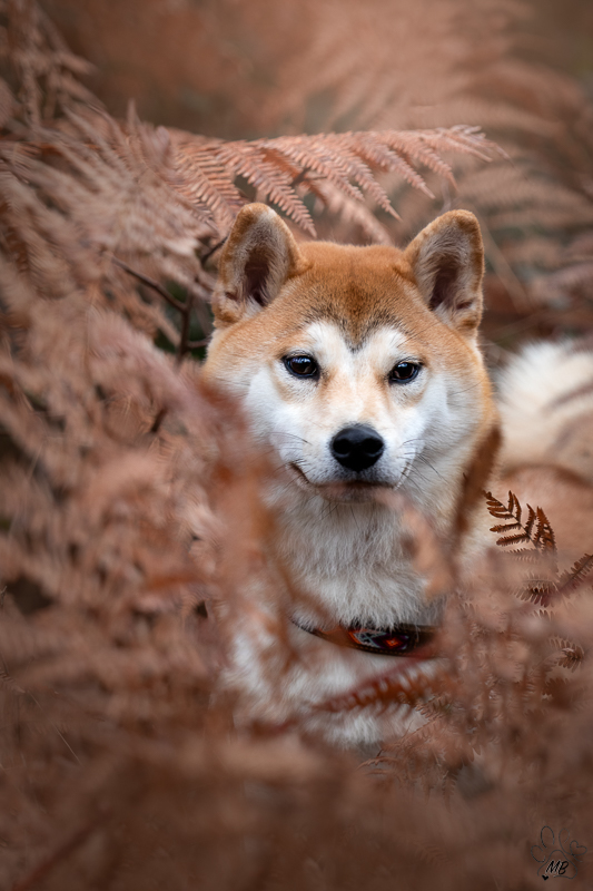 Maïté BUELLET - Photographe animalier pour vos Chien, Chats, Chevaux etc. sur Bourg-en-Bresse et environs