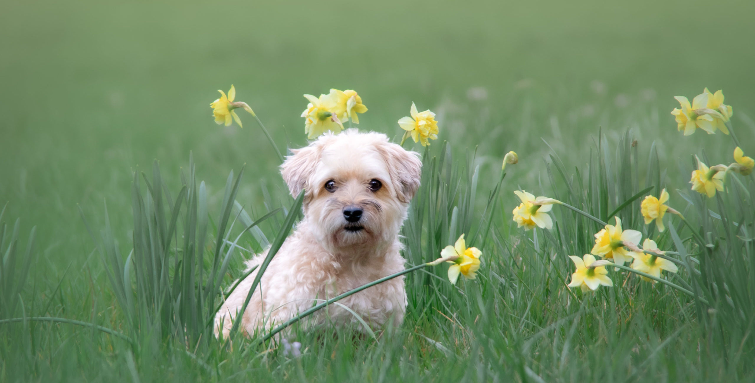 Maïté BUELLET - Photographe animalier pour vos Chien, Chats, Chevaux etc. sur Bourg-en-Bresse et environs